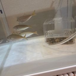 アジ