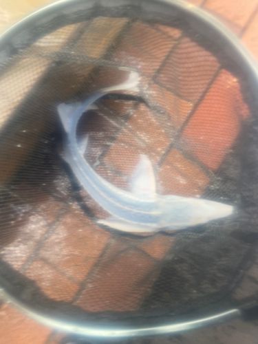 チョウザメの釣果