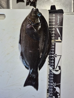 クロの釣果