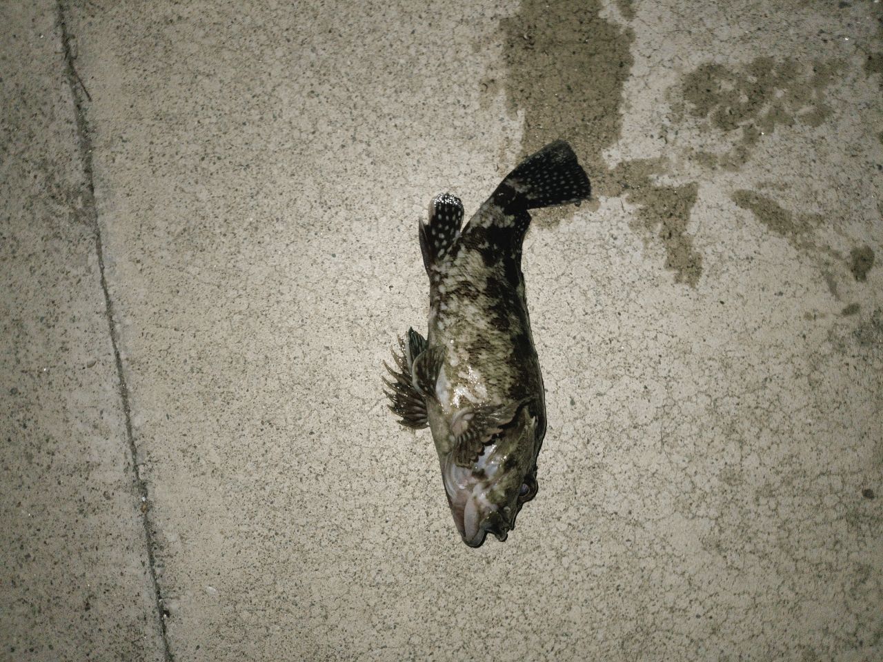 タケノコメバル