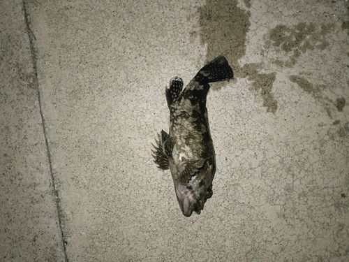 タケノコメバルの釣果