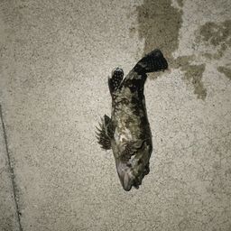 タケノコメバル