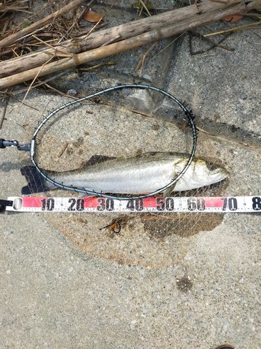 スズキの釣果