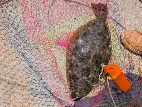 ヒラメの釣果