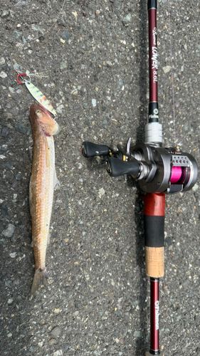 エソの釣果