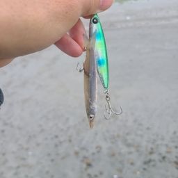 カマス