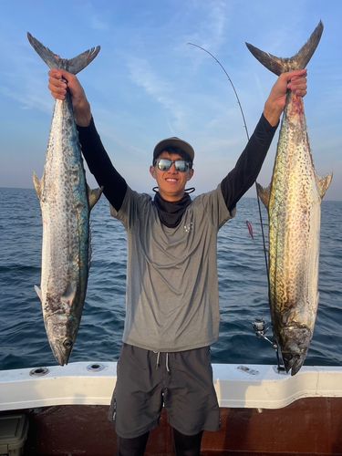 サワラの釣果