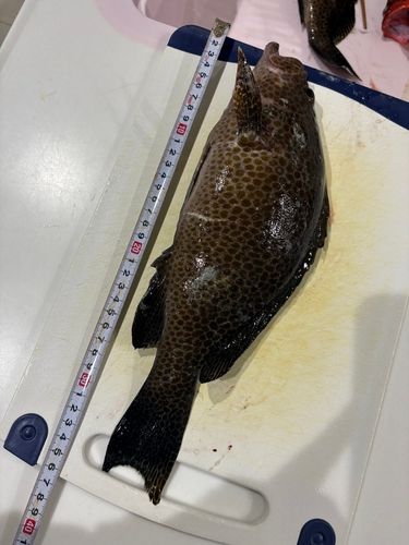 オオモンハタの釣果