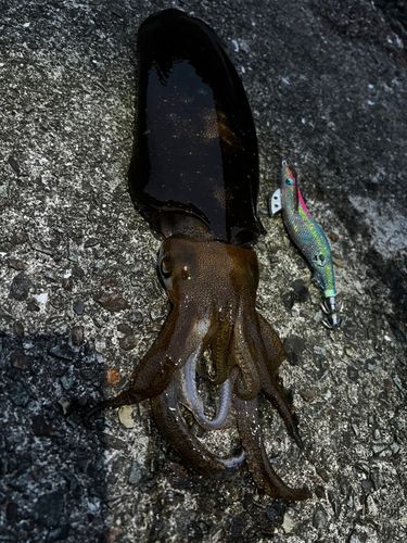 アオリイカの釣果