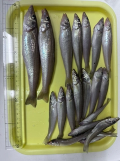 キスの釣果