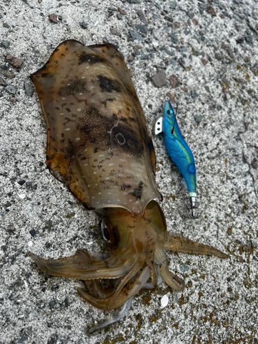 アオリイカの釣果