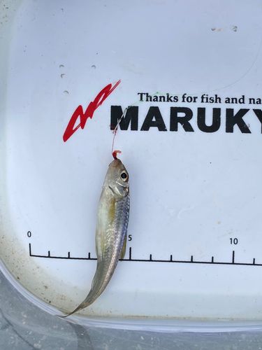 オイカワの釣果