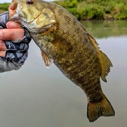 スモールマウスバス