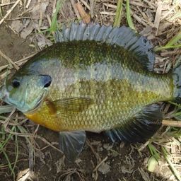 ブルーギル