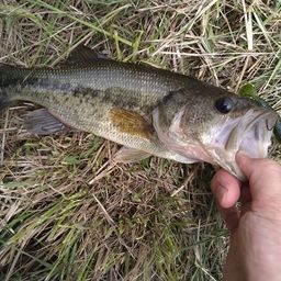 ラージマウスバス