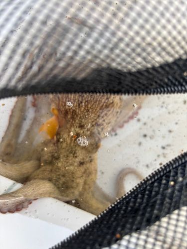 タコの釣果