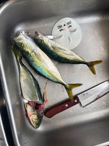 ワカシの釣果