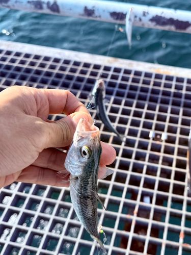 サバの釣果