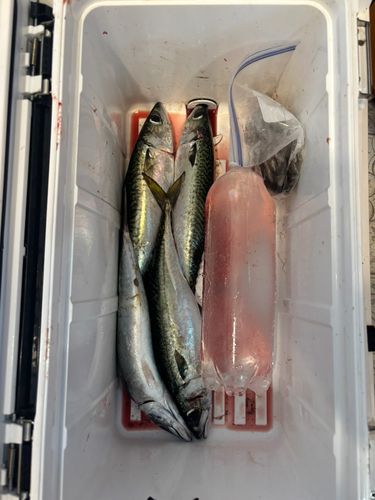 サバの釣果
