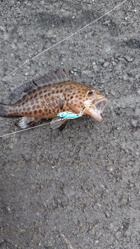 オオモンハタの釣果