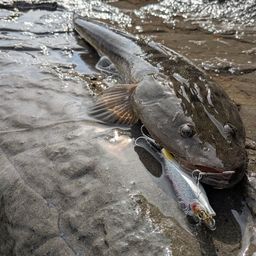 マゴチ