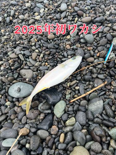 ワカシの釣果