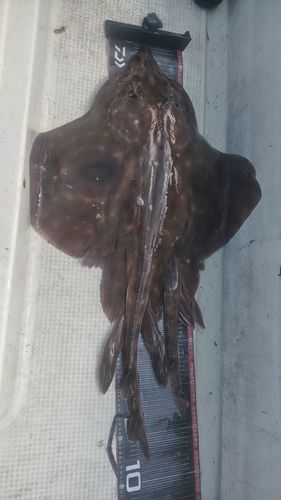 コモンカスベ