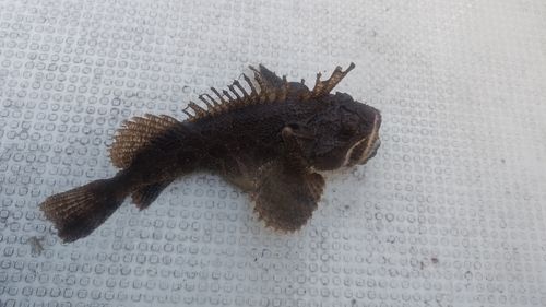 トウベツカジカの釣果