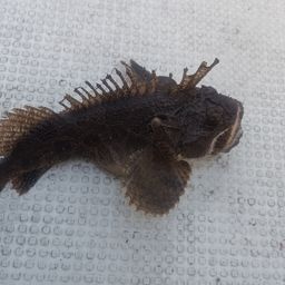 トウベツカジカ