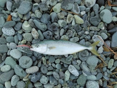 ワカシの釣果