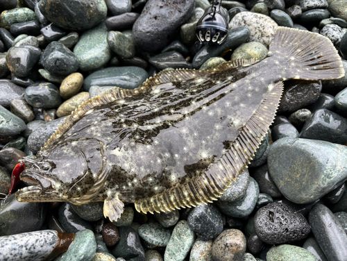 ヒラメの釣果