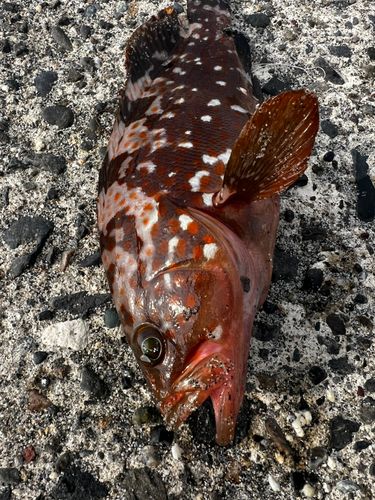 キジハタの釣果