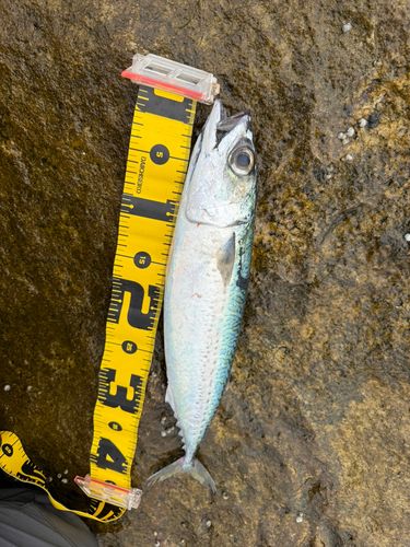 サバの釣果