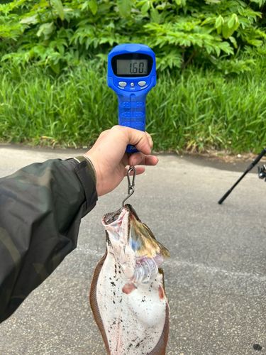 ヒラメの釣果