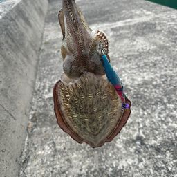 モンゴイカ