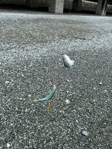 ワカシの釣果