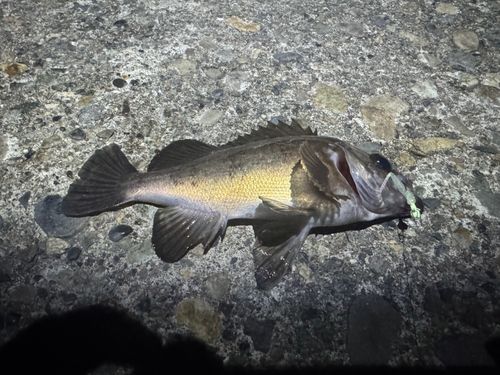 クロメバルの釣果