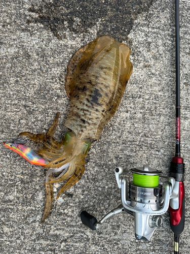 アオリイカの釣果