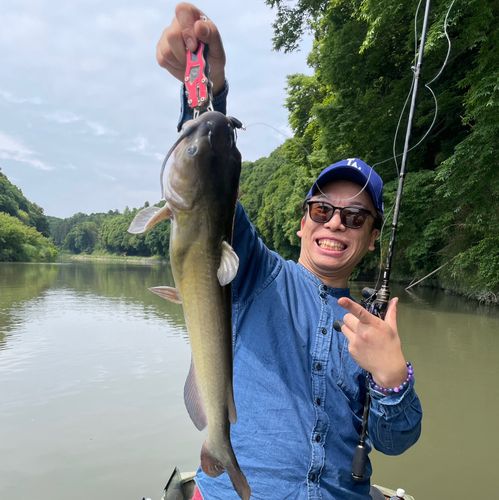 アメリカンキャットフィッシュの釣果