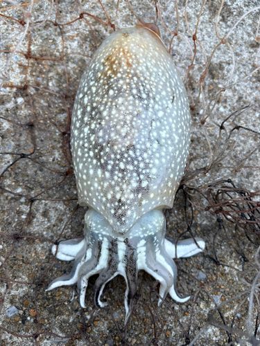 コウイカの釣果