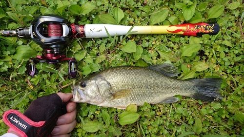 ラージマウスバスの釣果