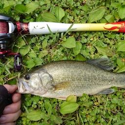 ラージマウスバス