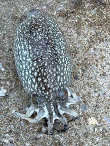 コウイカの釣果