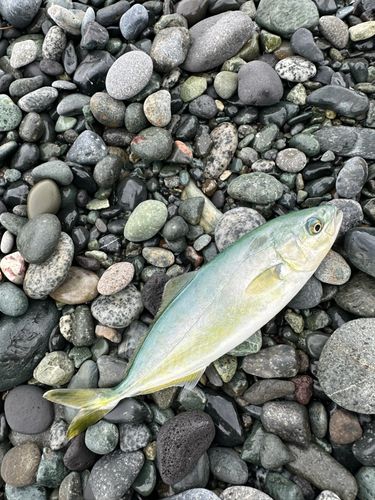 ワカシの釣果