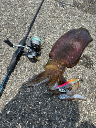 アオリイカの釣果