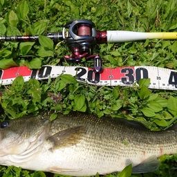 ラージマウスバス