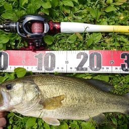 ラージマウスバス