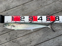サゴシの釣果