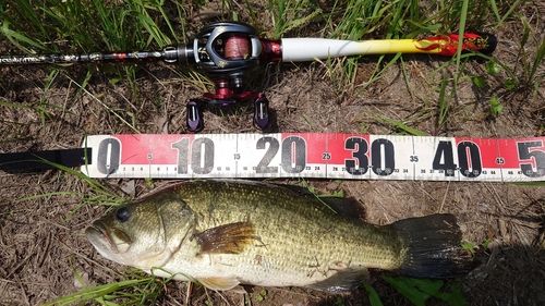 ラージマウスバスの釣果