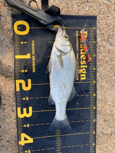 セイゴ（ヒラスズキ）の釣果